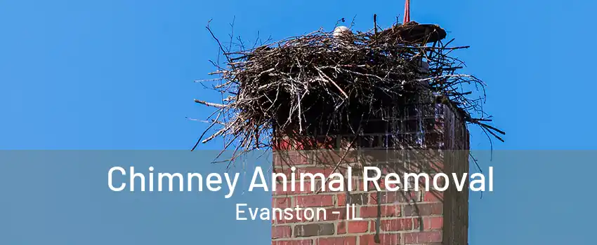 Chimney Animal Removal Evanston - IL